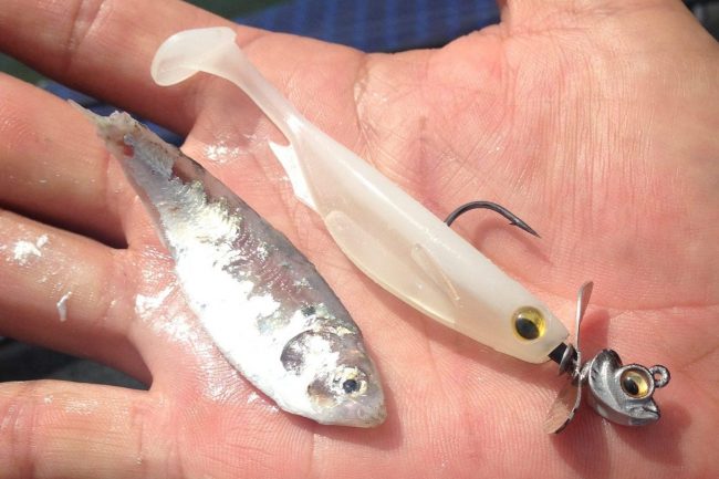 Megabass Spark Shad Silver Shad; 3 in.