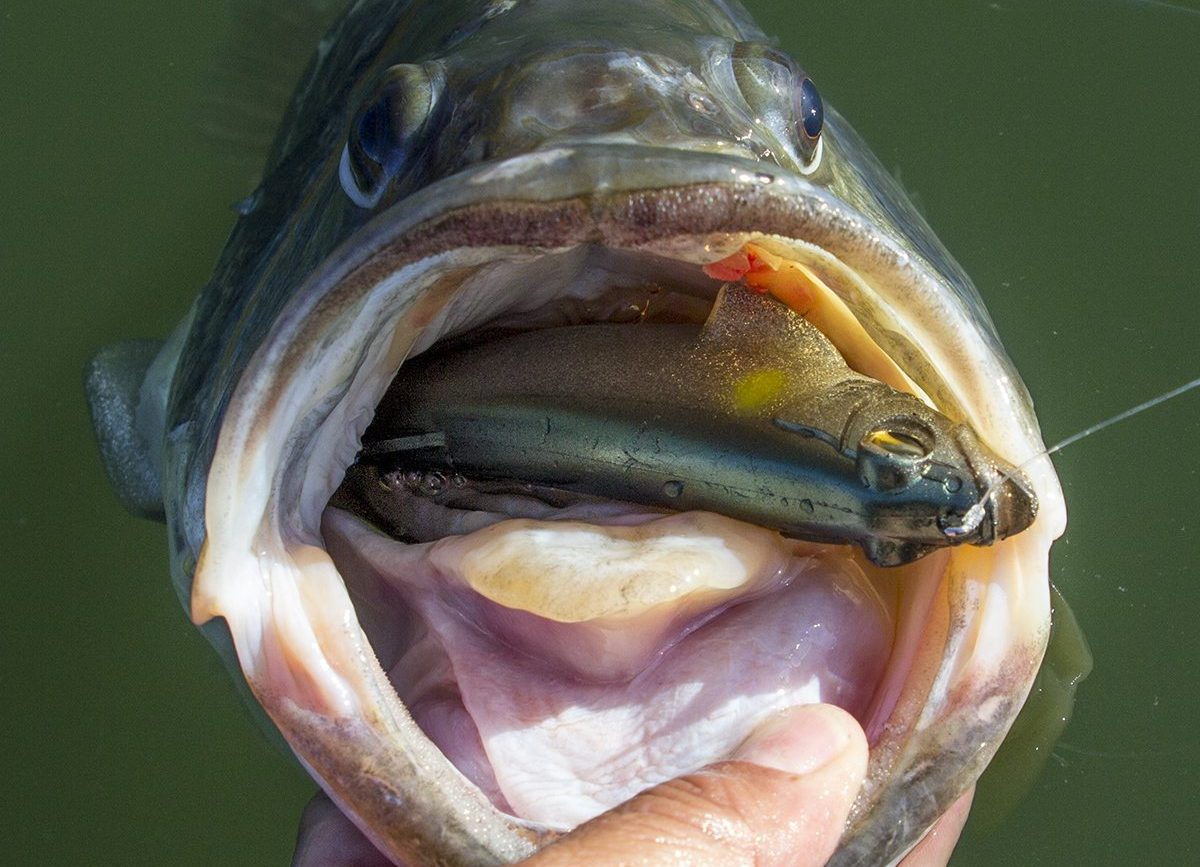 HOW TO CHOOSE THE BEST SWIMBAIT COLOR - Megabass