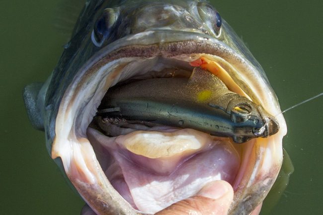Dynamic Lures HD Trout Review + Video--remember seeing these?