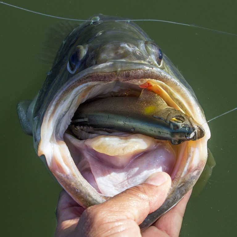 How to Fish the Spark Shad 5 Swimbait - Megabass