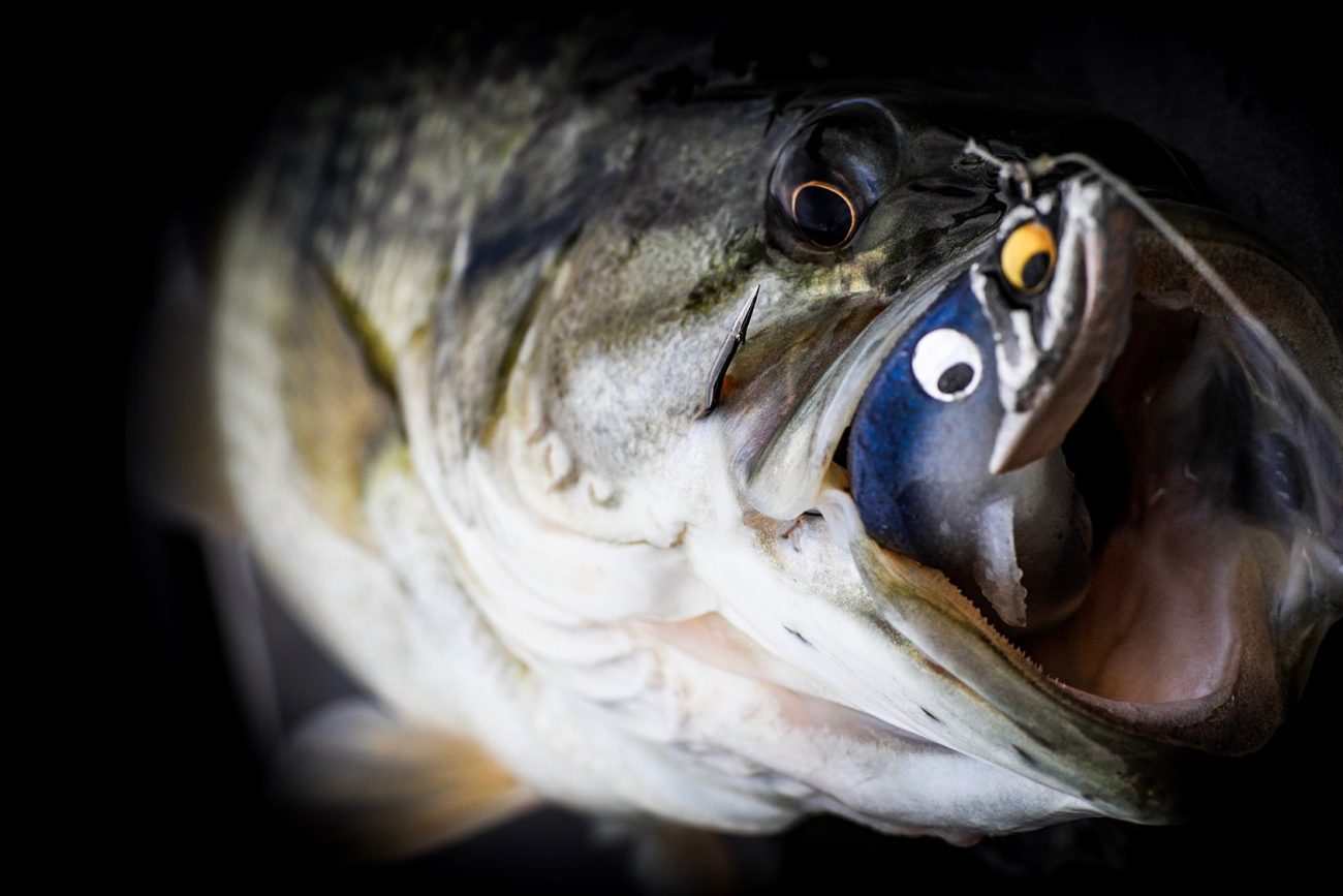 Summer Tree Trimming for Suspending Bass - Wired2Fish