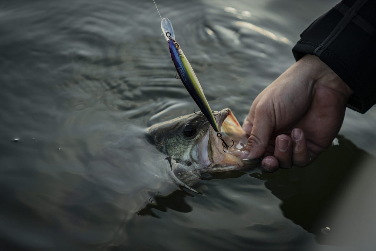 Jerkbait Color Selection
