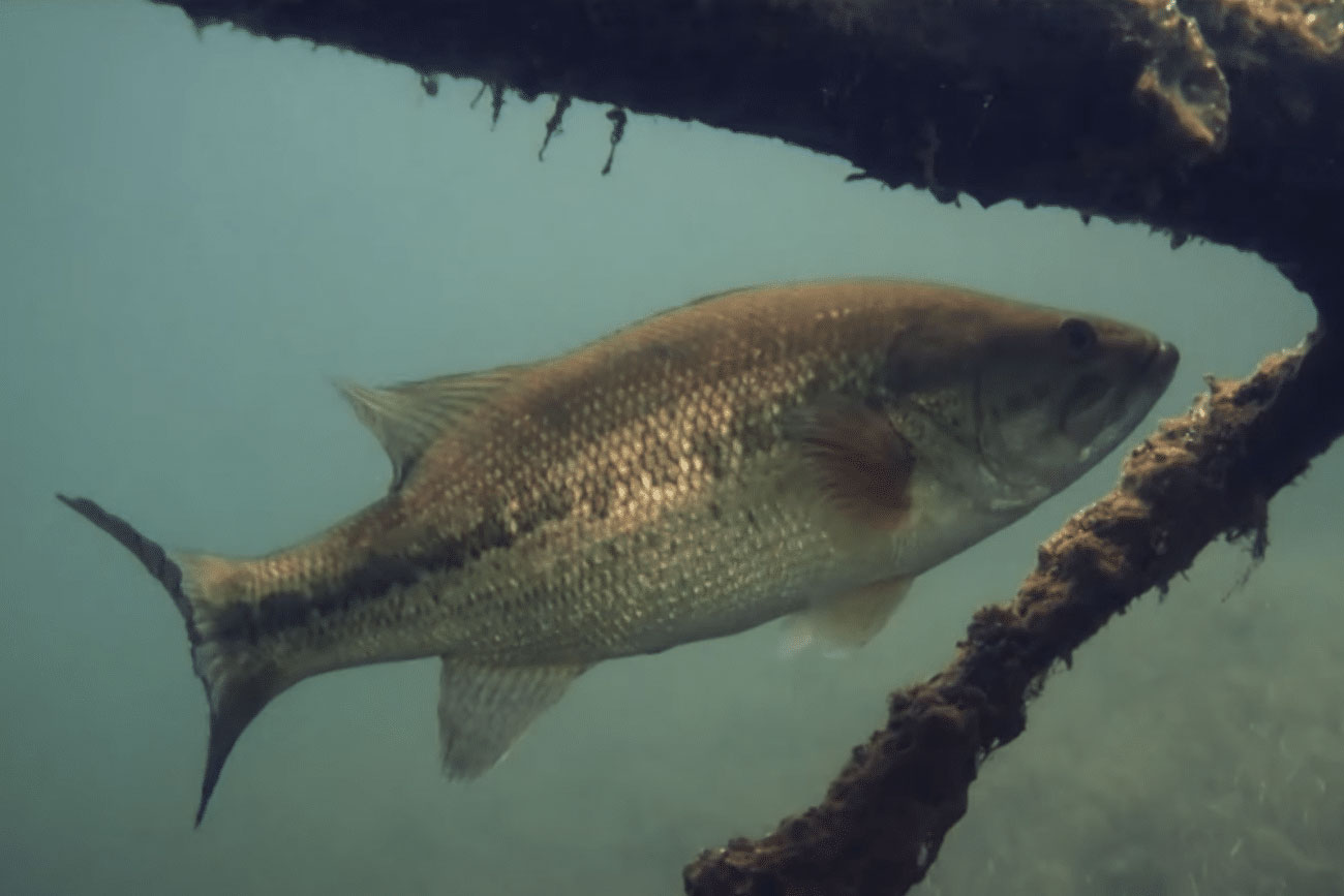 Look To Timber For Early-Season Largemouths - On The Water