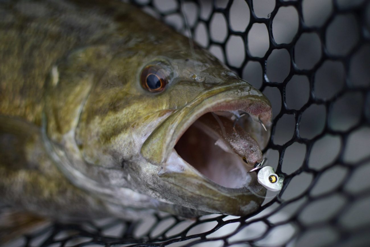 Megabass Okashira Screwhead