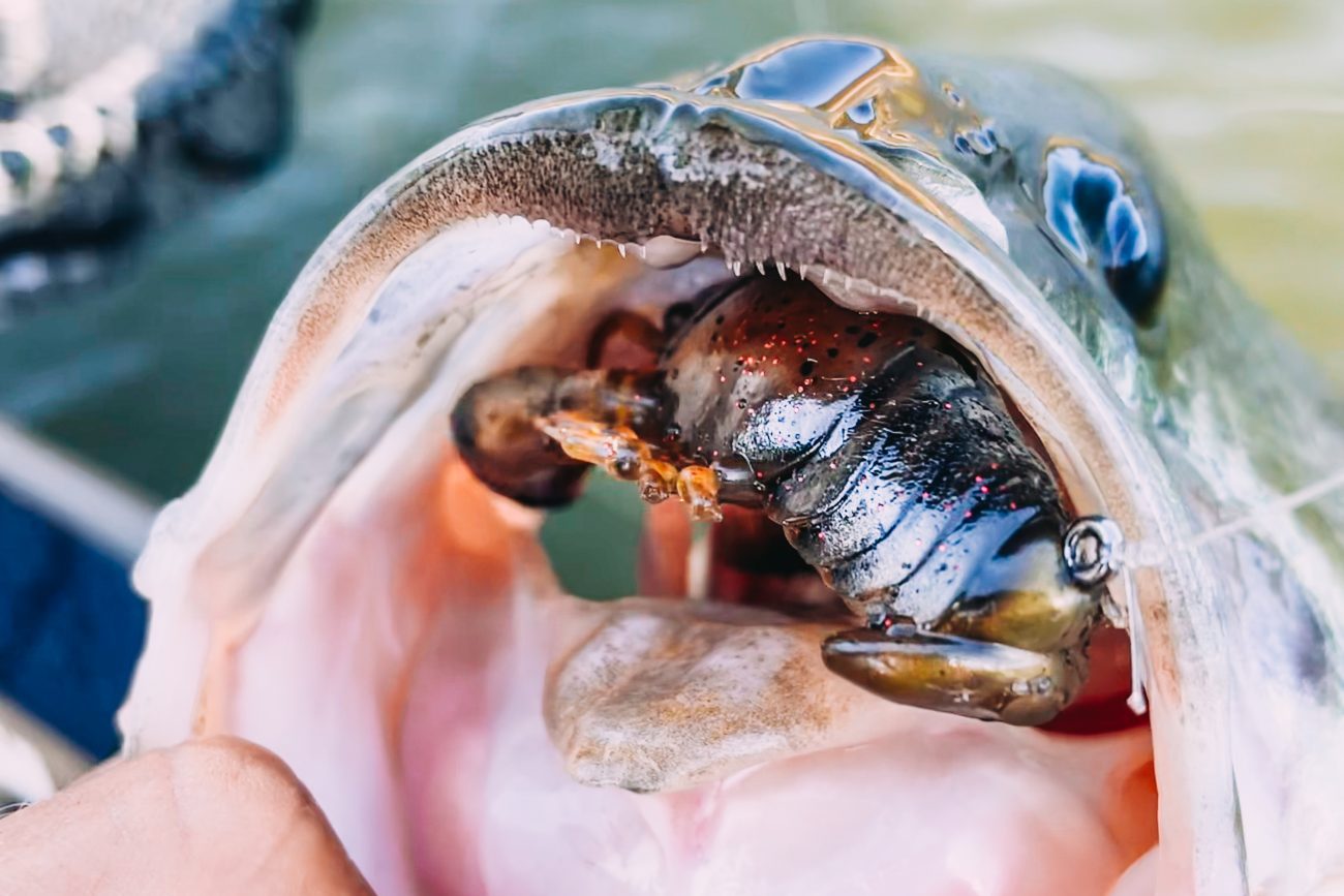 MAXIMIZING EFFECTIVENESS of THE SLEEPER CRAW - Megabass