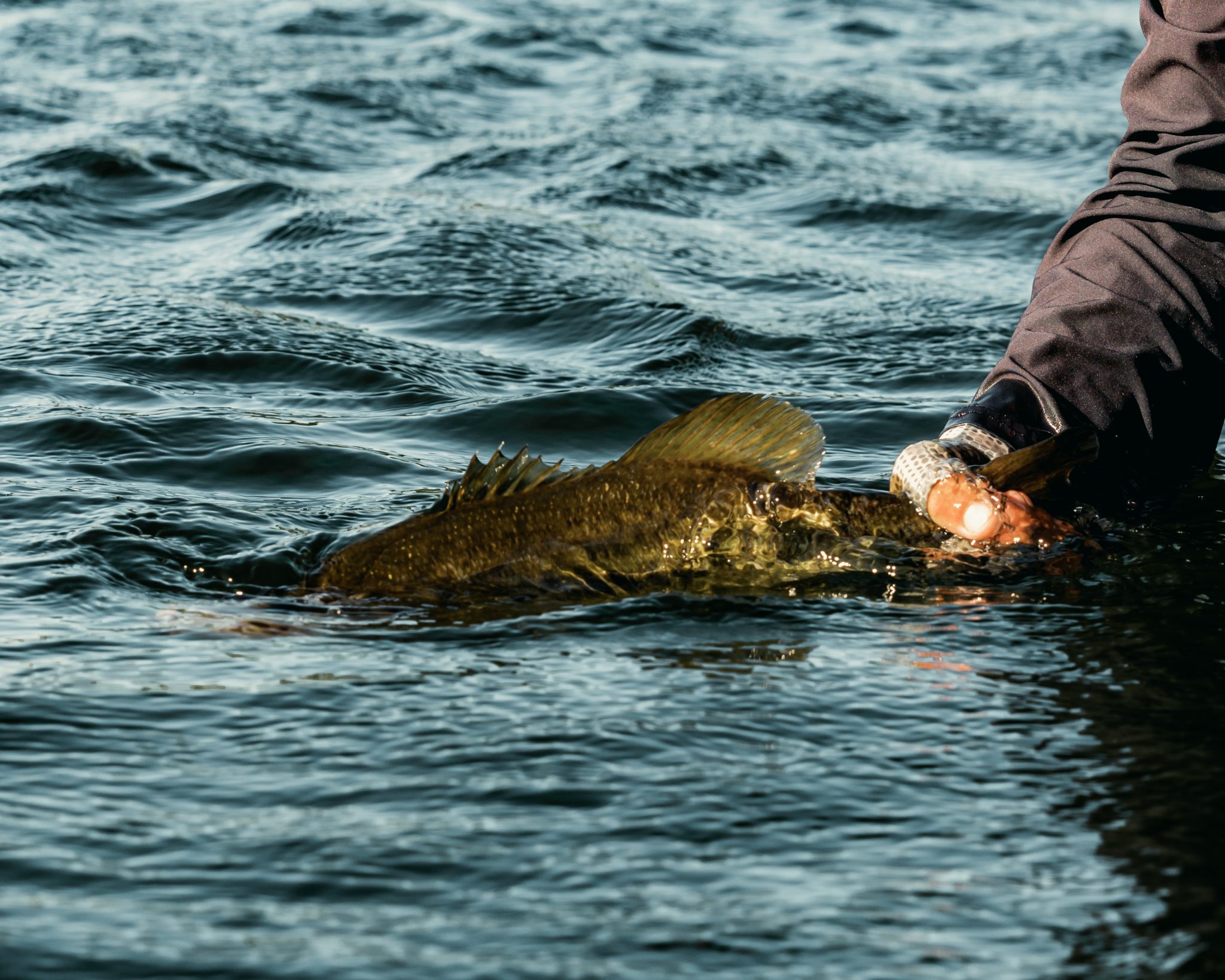 Eduardo Tanguma, Catching fish with one hand 🤪🤙🏻 #largemouth  #bassfishing #fishing #fishingdaily #largemouthbassfishing #fishinglife