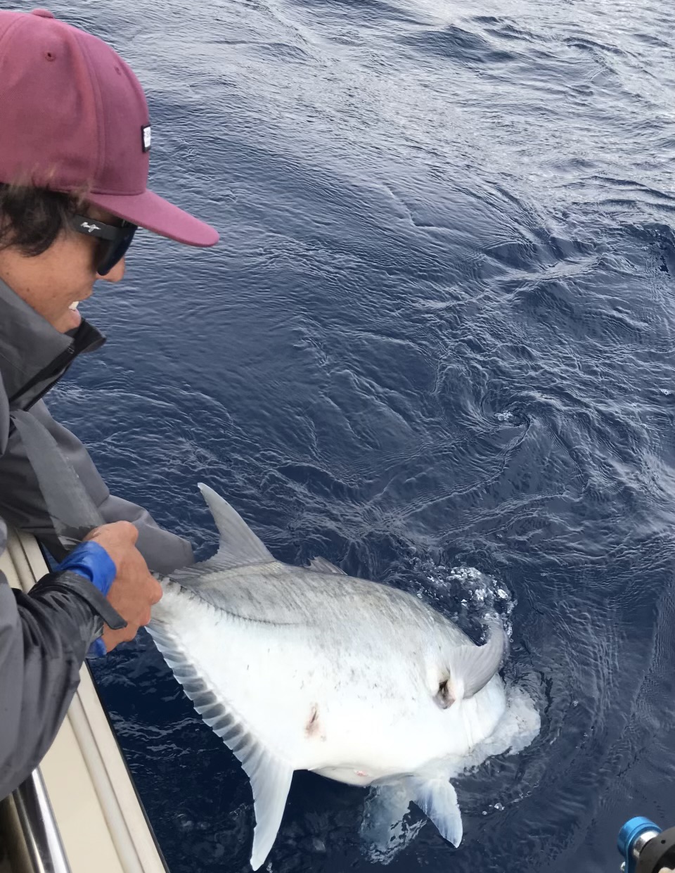 Ulua (Giant Trevally) about to devour a moray eel tail, a favorite bait  among Ulua fishermen in Hawaii. The hook, slide, Bimini twist and