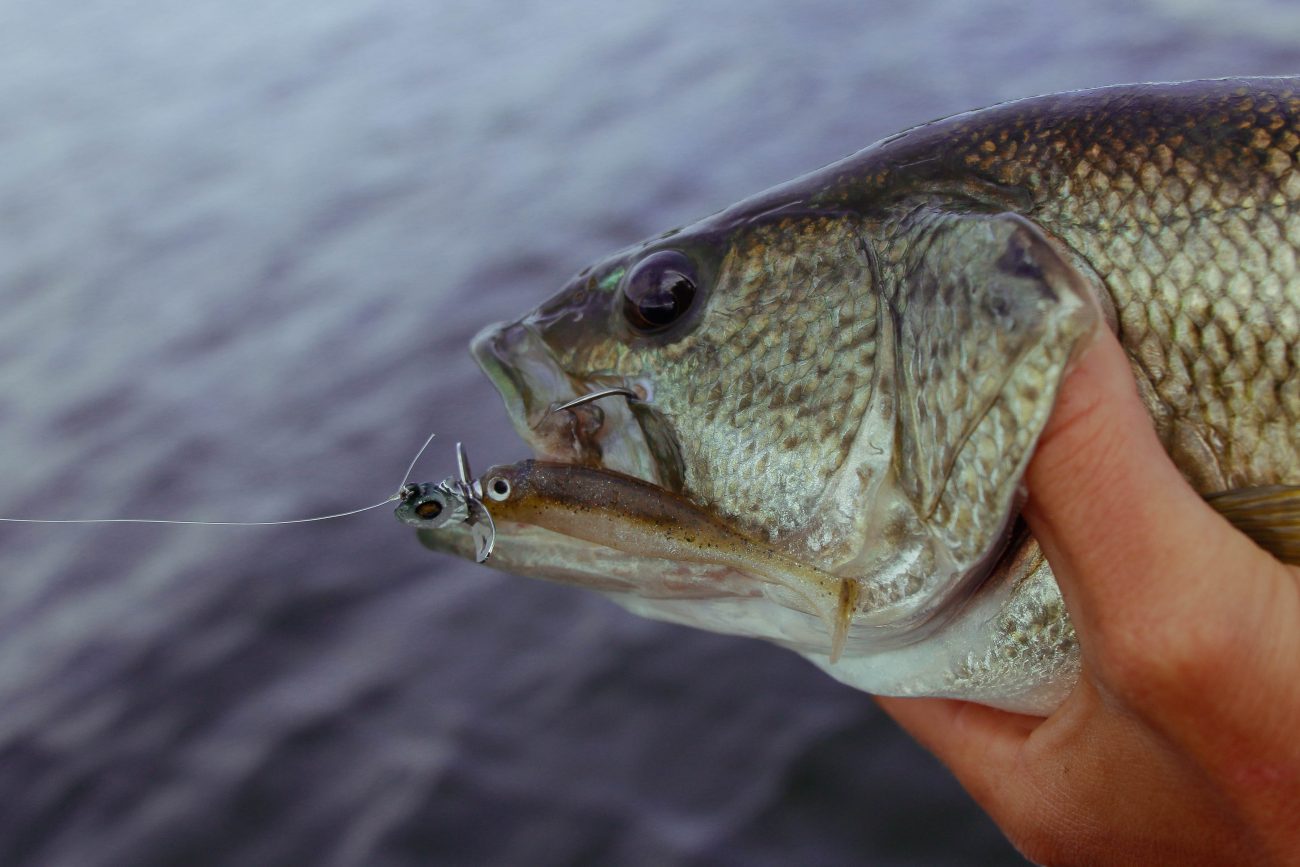 Finesse tactics: Key tips for winter largemouth success