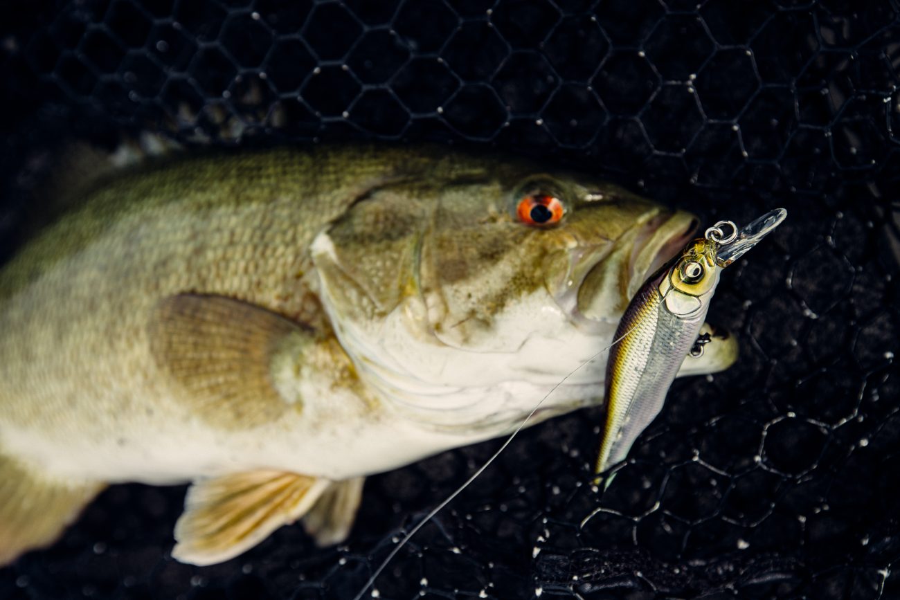 Persevering Winter Bass Fishing with Glide Baits 