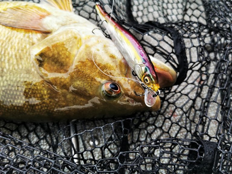 How to catch Big Bass on a MAGDRAFT Swimbait - Megabass
