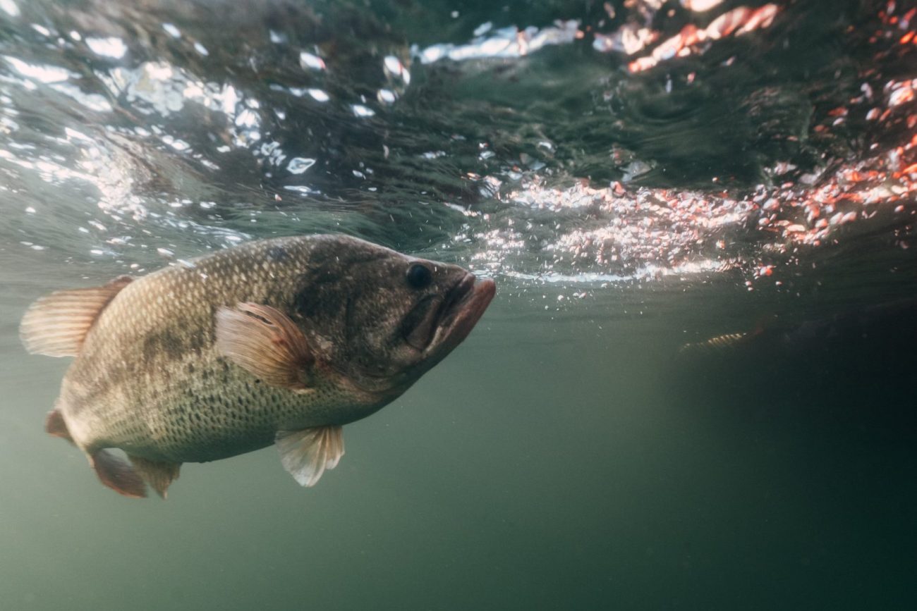 largemouth bass underwater