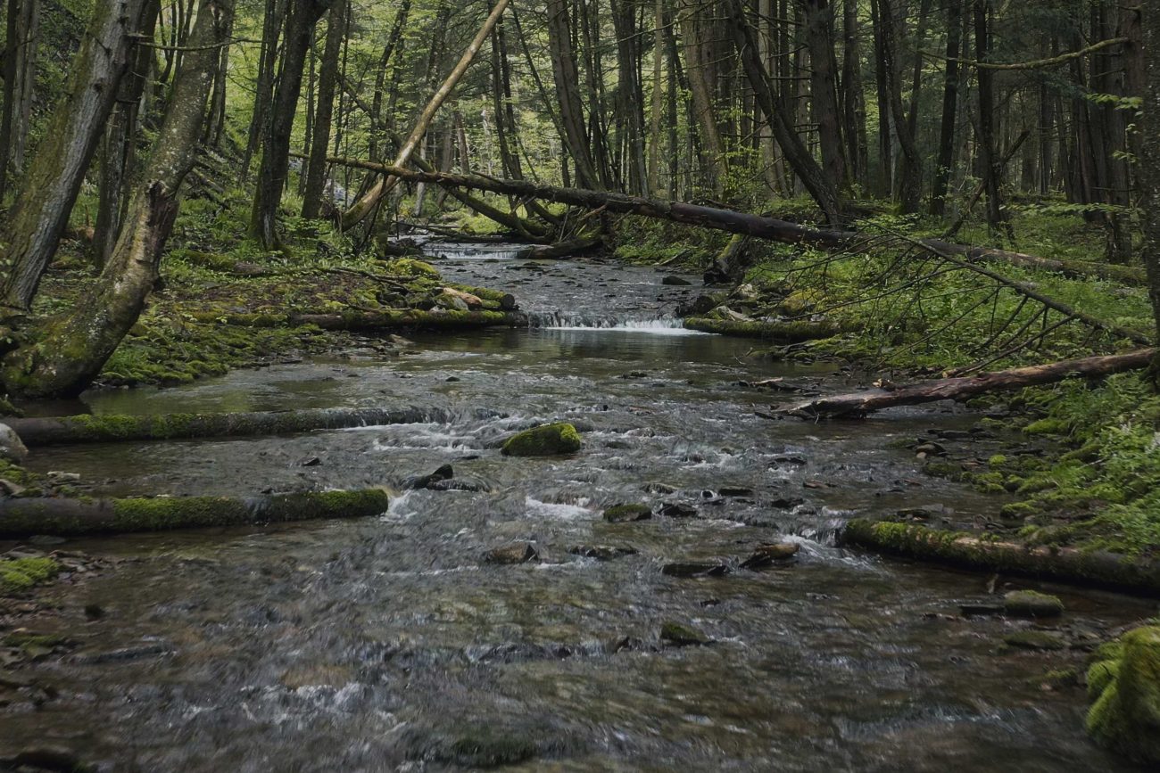 Pennsylvania Mountain Trout Stream