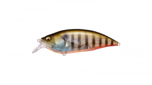 BIWAKO CLEAR GILL