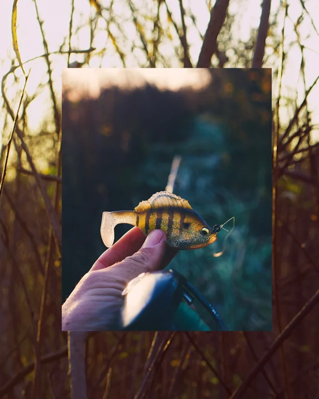 Homepage - Megabass